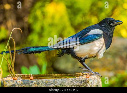 La belle Magpie affiche tout ce que c'est Pumage d'été Banque D'Images