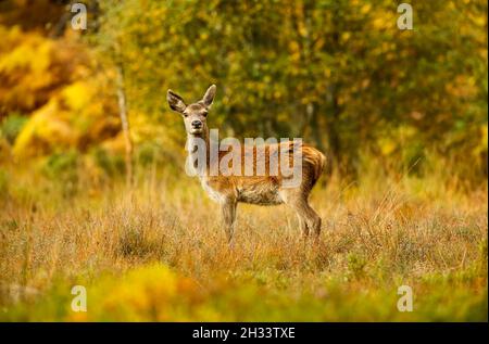 Red Deer Hind, ou femelle, en automne, se tenait face à la caméra avec des couleurs automnales colorées de jaune et d'orange.Glen Strathfarrar, Highlands écossais. Banque D'Images