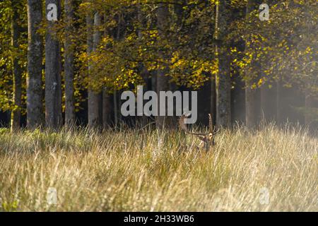 Cerf caché dans l'herbe haute en face d'une forêt. Banque D'Images