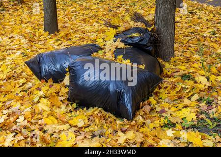 Sacs noirs avec feuilles jaunes d'automne nature Photo Stock - Alamy