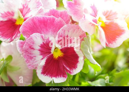 Gros plan de fleurs de jardin rouges, roses et blanches, modèle de fond de voeux de printemps Banque D'Images