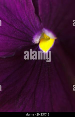 Gros plan d'une fleur de pansy violet foncé avec un point central jaune vif, une texture florale et colorée de fond de la saison du printemps. Banque D'Images