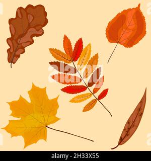 Feuilles d'automne ensemble de couleurs vives isolées Illustration de Vecteur