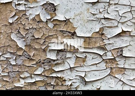 De nombreuses couches de peinture blanche fissurée ancienne se décollement de l'arrière-plan de texture de mur en bois Banque D'Images