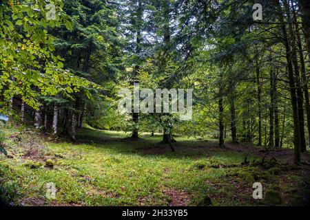 Paysage de forêt d'automne incroyable.Forêt d'Irati à Navarre.Espagne Banque D'Images