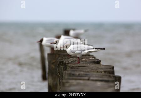 Mouettes assises sur des poteaux en bois dans la mer Baltique Banque D'Images