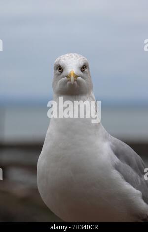 Gros plan d'une mouette Banque D'Images