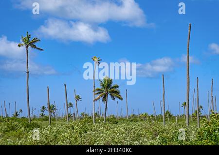 Palmiers cassés, brisés par les vents d'ouragan sur l'île de Barbuda, une partie du pays Antigua-et-Barbuda, Antilles dans la mer des Caraïbes Banque D'Images