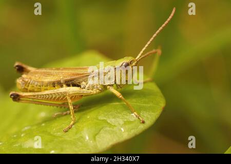 Gros plan sur un mâle de la sauterelle commune ou du pré, Pseudochortchippus paralllus Banque D'Images