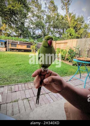 Gros plan d'un perroquet indien au col rond perçant à la main humaine dans le jardin Banque D'Images