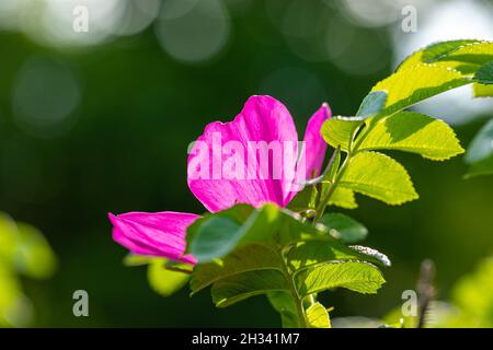 Fleur rose au soleil sur fond vert foncé avec bokeh.Beauté naturelle de la nature.Magnifique fond de verdure en fleurs.Mise au point sélective Banque D'Images