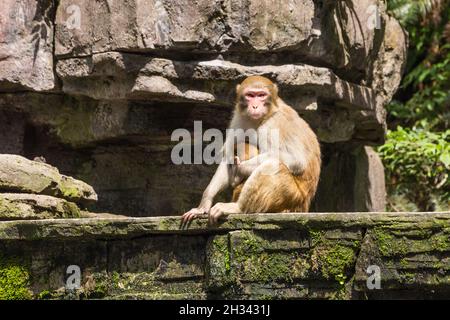 Une mère et un bébé sauvages de Rhesus Macaque dans le parc forestier national de Zhangiajie à Hunan, en Chine. Banque D'Images