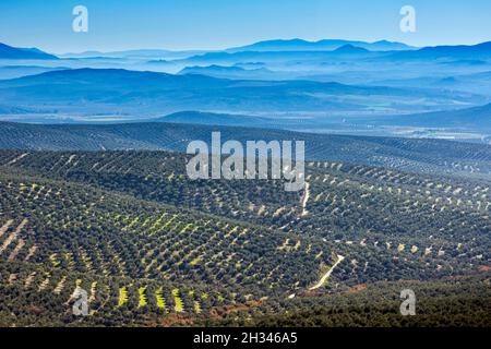 Oliveraies en face d'Ubeda, province de Jaen, Andalousie, sud de l'Espagne. Banque D'Images