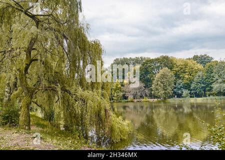 Paysage du parc d'automne.Les arbres réfléchissent à la surface d'un lac calme en automne nuageux.Saule pleurant en premier plan Banque D'Images