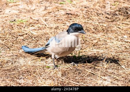 Magpie aimée d'azur (Cyanopica cyanus) à la recherche de nourriture sur le fond de la forêt Banque D'Images