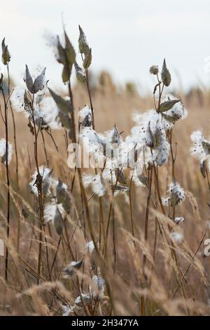 Asclepias syriaca connu sous le nom de milkweed commun ou fleur de papillon à maturité dans le champ Banque D'Images