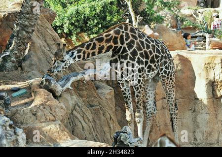 Girafe dans le zoo Bioparc de Valence, Communauté Valencienne, Espagne Banque D'Images