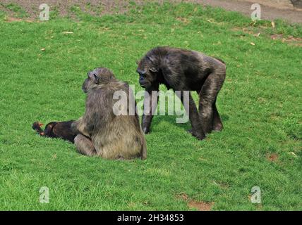 Chimpance (Pan troglodytes) dans le Bioparc de Valencia zoo, Communauté Valencienne, Espagne Banque D'Images