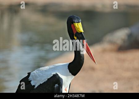 Ephippiorhynchus senegalensis dans le zoo Bioparc de Valence, Communauté Valencienne, Espagne Banque D'Images