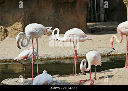 Flamangos (Phoenicopterus roseus) dans le Bioparc de Valencia zoo, Communauté Valencienne, Espagne Banque D'Images