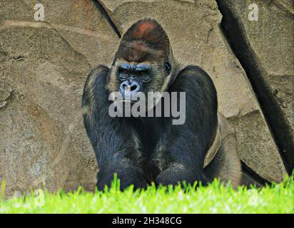 Gorilla dans le zoo Bioparc de Valence, Communauté Valencienne, Espagne Banque D'Images