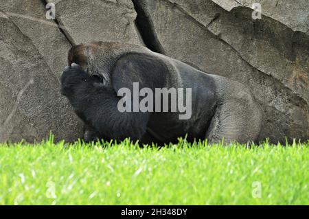 Gorilla dans le zoo Bioparc de Valence, Communauté Valencienne, Espagne Banque D'Images