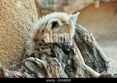 Hyena (Crocuta) dans le zoo Bioparc de Valencia, Communauté Valencienne, Espagne Banque D'Images