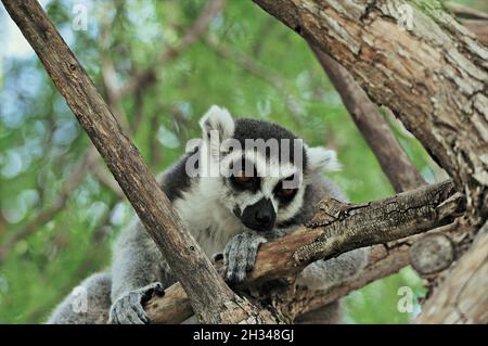 Lemur catta dans le zoo Bioparc de Valencia, Communauté Valencienne, Espagne Banque D'Images