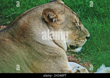 Lioness (Panthera leo) dans le Bioparc de Valencia zoo, Communauté Valencienne, Espagne Banque D'Images