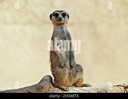 Meerkat dans le zoo Bioparc de Valence, Communauté Valencienne, Espagne Banque D'Images