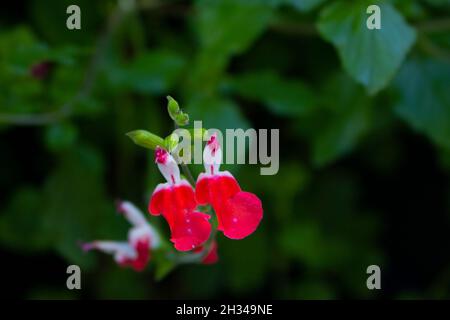 Fleurs du jardin Banque D'Images