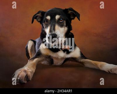 Portrait en studio d'un chien de race croisée noir et brun clair, Royaume-Uni Banque D'Images