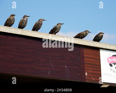 Sturnus vulgaris, Starlings sur le toit d'un café attendant de ramasser les aliments laissés sur les tables, Hengistbury Head, Dorset, Royaume-Uni, Banque D'Images