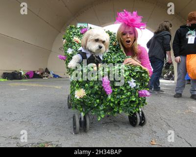 New York, États-Unis.25 octobre 2021.ARCHIVES****(NOUVEAU) scène canines de Manhattan costumée de Feisty la plus grande 31e parade annuelle des chiens au monde pour la célébration d'Halloween.23 octobre 2021, New York États-Unis : dans une ville où les chiens doivent être vêtus par la loi pendant la saison froide de l'hiver, des foules enthousiastes et enflammés sont venues saluer une diversité de chiens courageux de New York --Qui se sont mis au point avec leurs meilleurs costumes d'Halloween pour brider leurs affaires dans le plus grand défilé de chiens au monde -- tenu dans un vent vif sur les rives de l'East River de la ville, à Manhattan, New York.D'innombrables canines survêtues rivalisaient avec le prix Banque D'Images