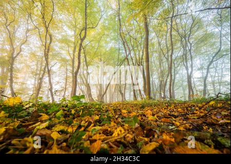 Arnsberg, Allemagne.23 octobre 2021.Le brouillard dévie dans les forêts de couleur automnale de la réserve naturelle de Arnsberger Wald dans le Sauerland peu après le lever du soleil en début de matinée.Credit: Julian Stratenschulte/dpa/Alay Live News Banque D'Images