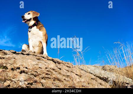 vieux beagle chien assis sur les rochers en montagne, sniff hors des animaux sauvages Banque D'Images