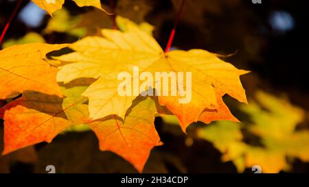 Feuille d'érable en couleurs d'automne Banque D'Images