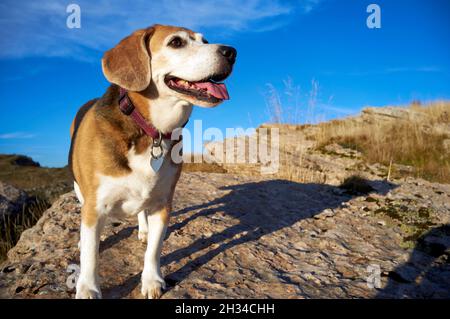 vieux beagle chien assis sur les rochers en montagne, sniff hors des animaux sauvages Banque D'Images