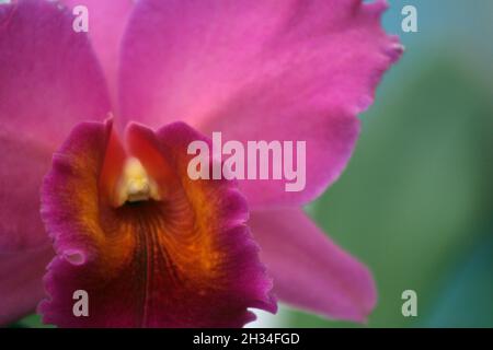 Orchidée rose dans le jardin botanique de Rio de Janeiro, Brésil Banque D'Images