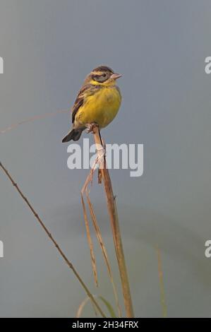 Mâle de Bunting à poitrine jaune (Emberiza aureola) dans un plumage non reproductrice perché sur un roseau mort Koshi Tappu, NépalFévrier Banque D'Images