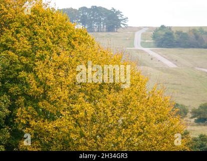 Une masse de feuilles de hêtre jaune (Fagus sylvatica) coupe diaganolly à travers un paysage avec une piste allant jusqu'à la colline éloignée Banque D'Images