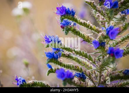 Echium vulgare connu sous le nom de viper bugloss et les fleurs bleues bleutées de gros plan. Banque D'Images
