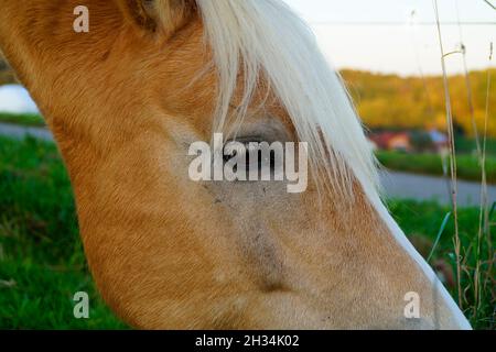 Une mare blonde Palomono qui regarde les passants dans le village bavarois de Birkach, en Allemagne Banque D'Images