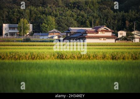 Tard dans l'après-midi, la lumière et l'ombre apparaissent sur les rizières de la campagne japonaise Banque D'Images