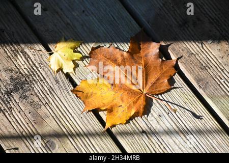 Gelbes Herbstlaub eines Ahornbaumes im Salzkammergut, Oberösterreich, Europa - feuilles d'automne jaunes d'un érable dans le Salzkammergut, en haut Banque D'Images