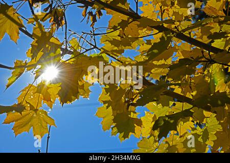 Gelbes Herbstlaub eines Ahornbaumes im Salzkammergut, Oberösterreich, Europa - feuilles d'automne jaunes d'un érable dans le Salzkammergut, en haut Banque D'Images