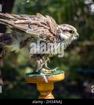 Le Falcon Saker (Cerrug Falco), est situé sur un stand dans le jardin Banque D'Images