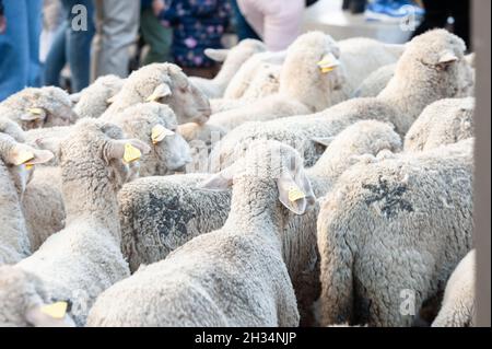 Madrid, Espagne; 24 octobre 2021: Groupe de moutons marchant dans les rues centrales de Madrid le jour de la justification de la transhumance. Banque D'Images