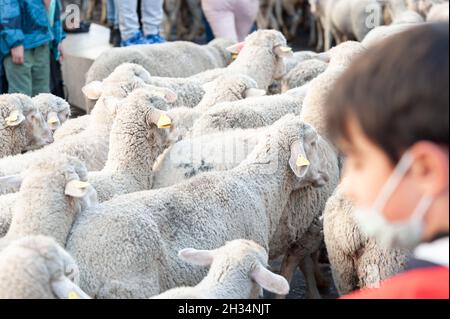 Madrid, Espagne; 24 octobre 2021: Groupe de moutons marchant dans les rues centrales de Madrid le jour de la vanciation de la transhumance, avec peop Banque D'Images