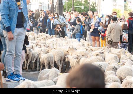 Madrid, Espagne; 24 octobre 2021 : mention de la transhumance dans le centre de Madrid.Moutons et chèvres marchant dans les rues du centre de madrid W Banque D'Images